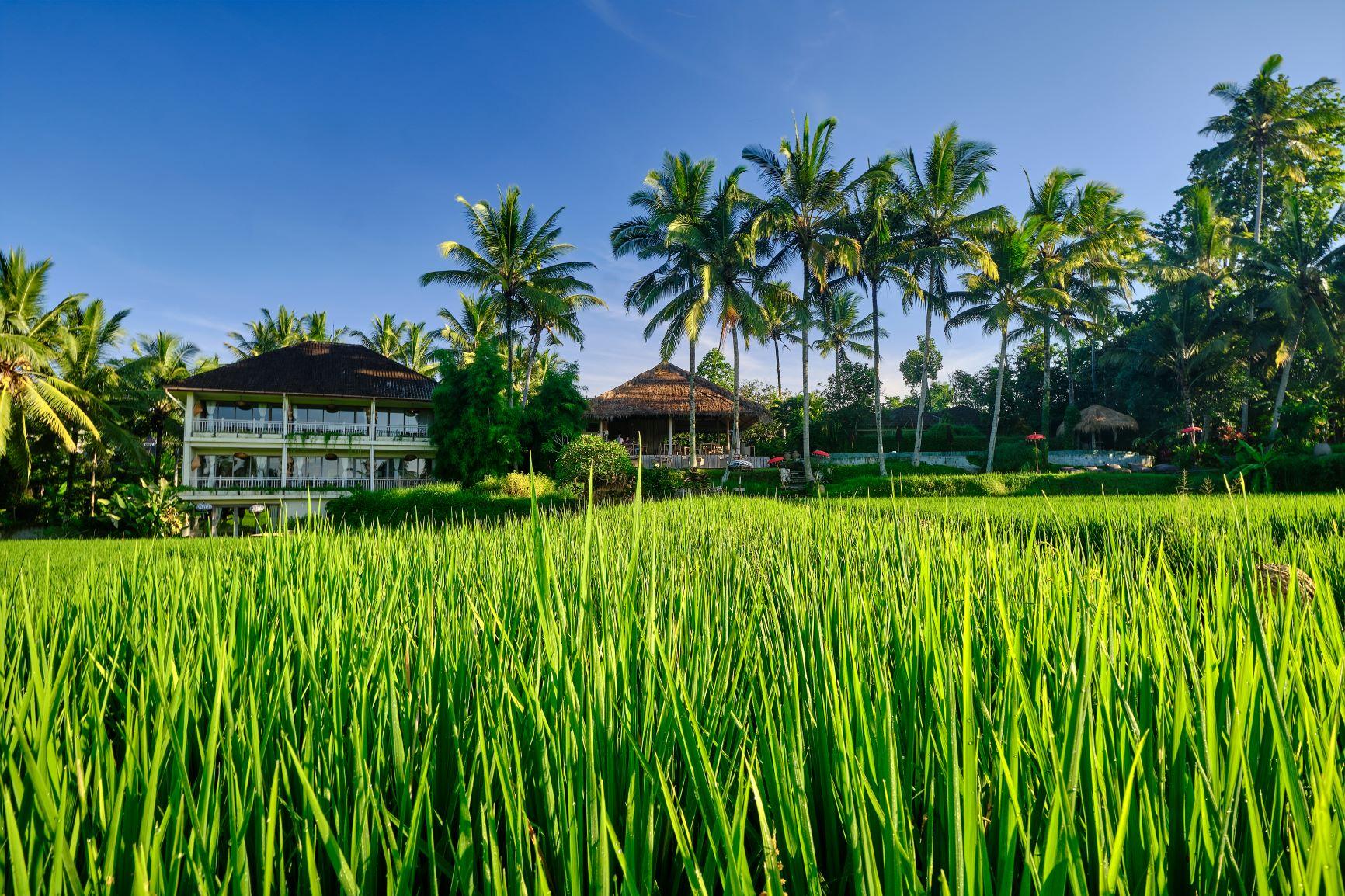 Mathis Retreat Ubud Hotel Bagian luar foto